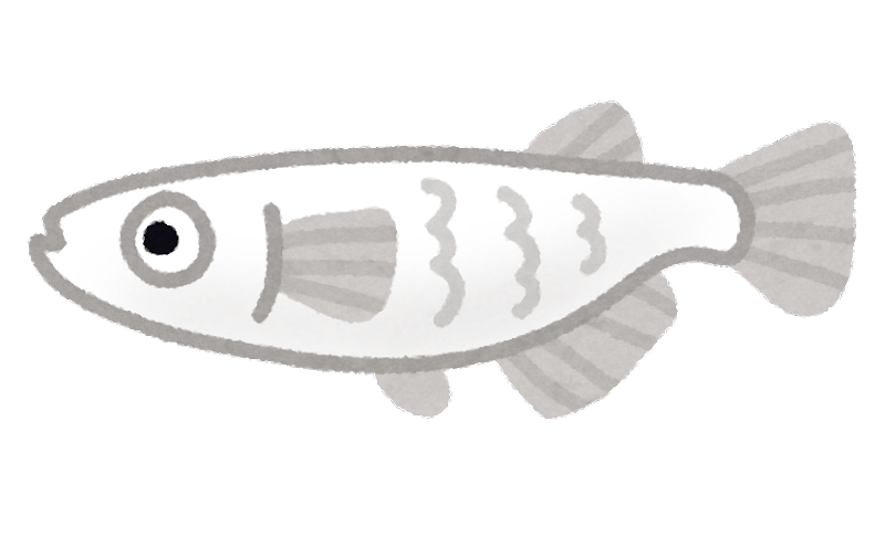 国内最安値 静岡県 めだか フルボディ メダカ みゆき 魚 観賞 幹之 10匹 熱帯魚 アクアリウム